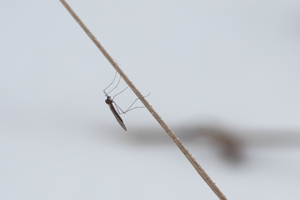 Trichocera