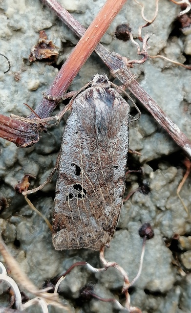 Conistra rubiginosa - szürke télibagoly
