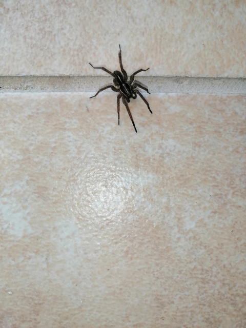Trochosa