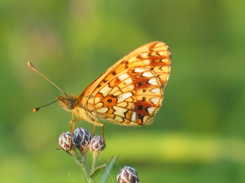 Boloria selene - fakó gyöngyházlepke