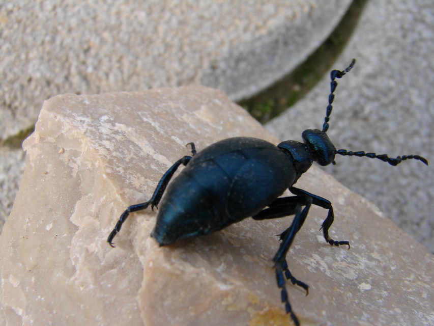Meloe violaceus - kék nünüke
