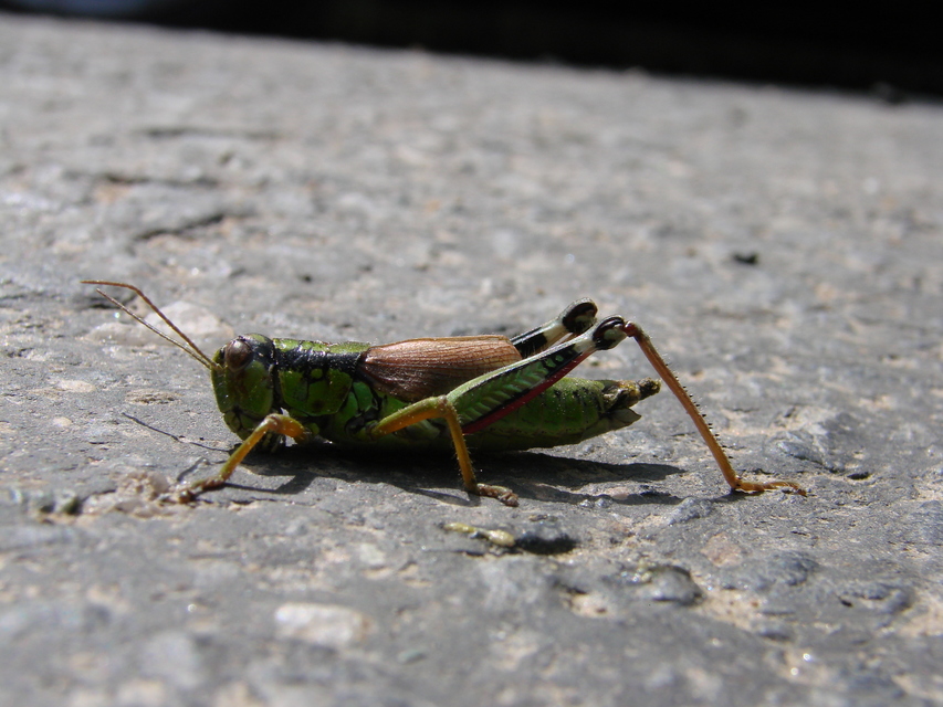 Miramella alpina - alpesi sáska