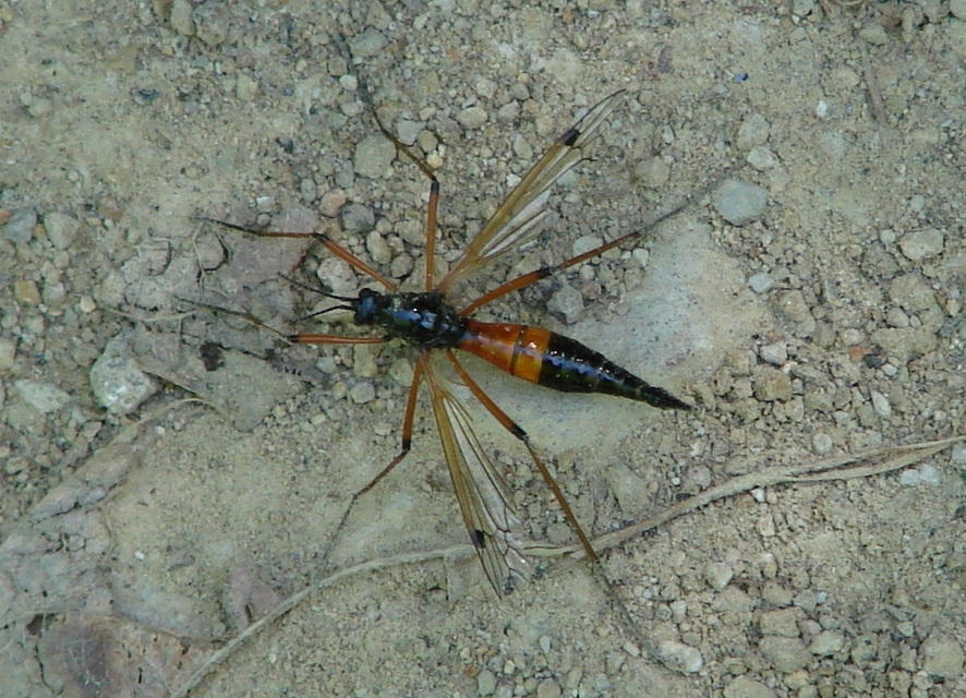 Tanyptera nigricornis