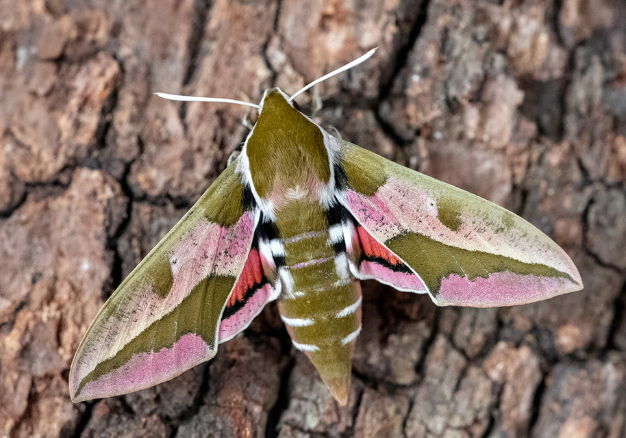 Hyles euphorbiae - kutyatejszender
