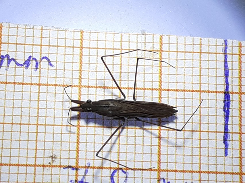 Gerridae - molnárpoloskák