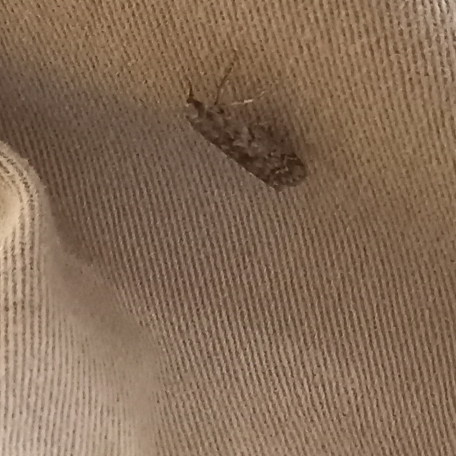 Dioryctria