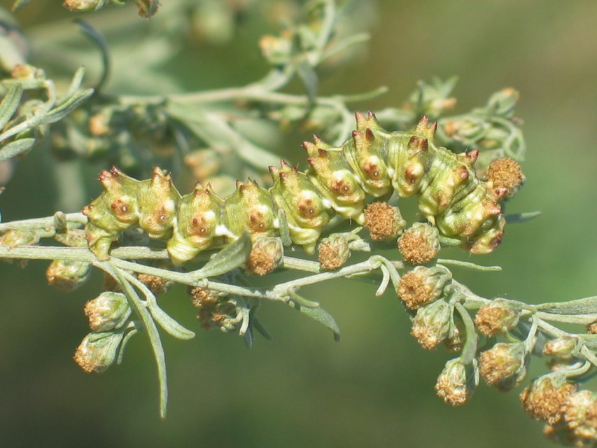 Cucullia artemisiae - feketeüröm-csuklyásbagoly