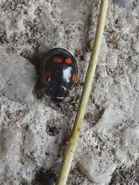 Exochomus quadripustulatus - négyfoltos szerecsenkata
