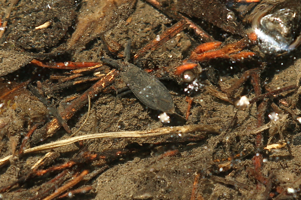 Nepa cinerea - víziskorpió