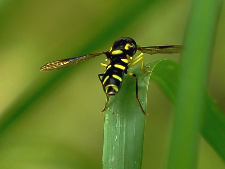 Xanthogramma