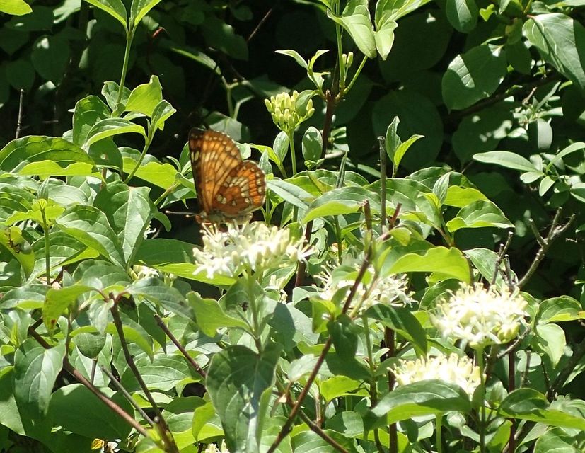 Euphydryas maturna - díszes tarkalepke
