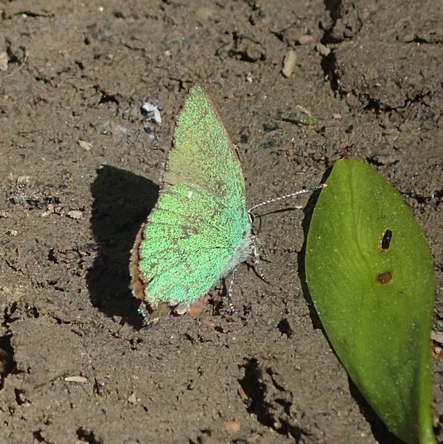 Callophrys rubi - zöldfonákú lepke