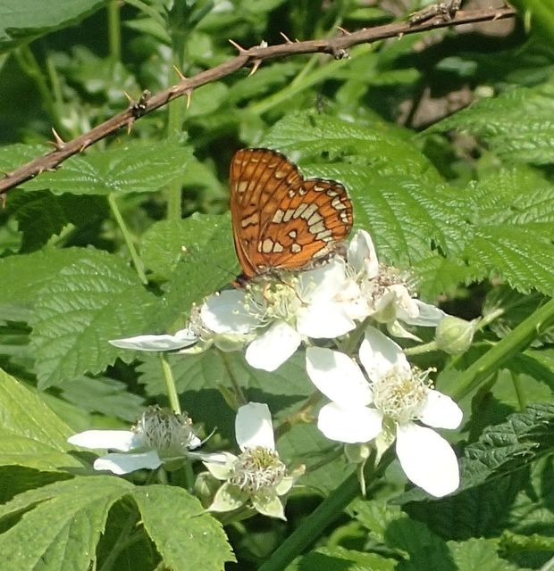 Euphydryas maturna - díszes tarkalepke