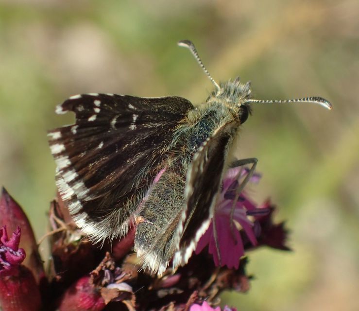 Pyrgus armoricanus - feles busalepke