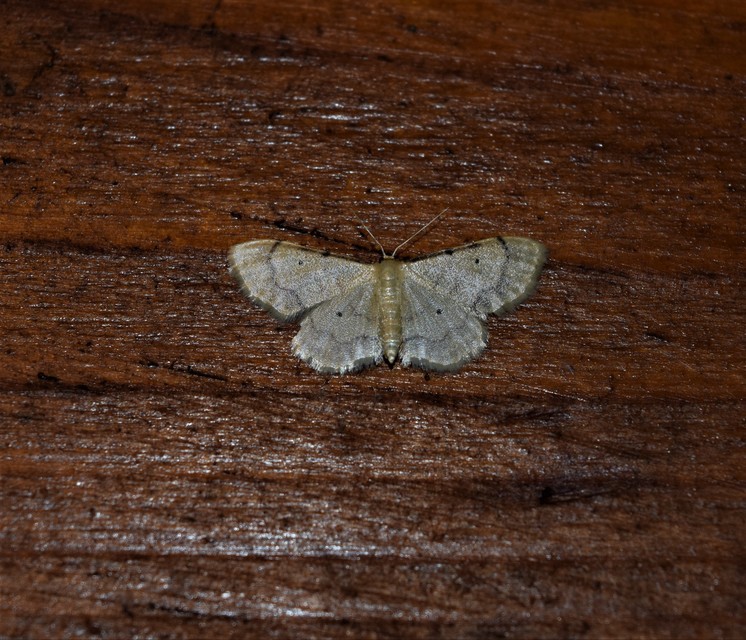 Idaea politaria - vonalas apróaraszoló