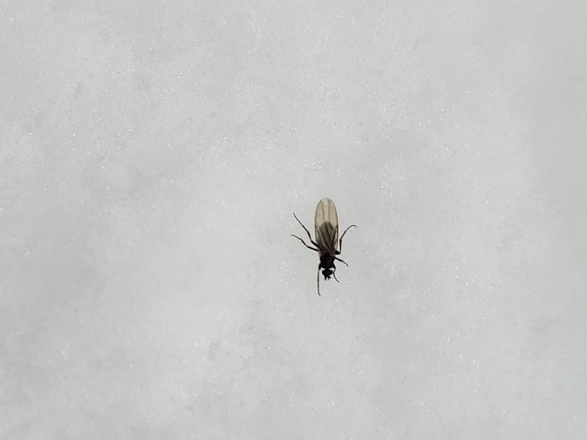Phoridae - púposlégyfélék