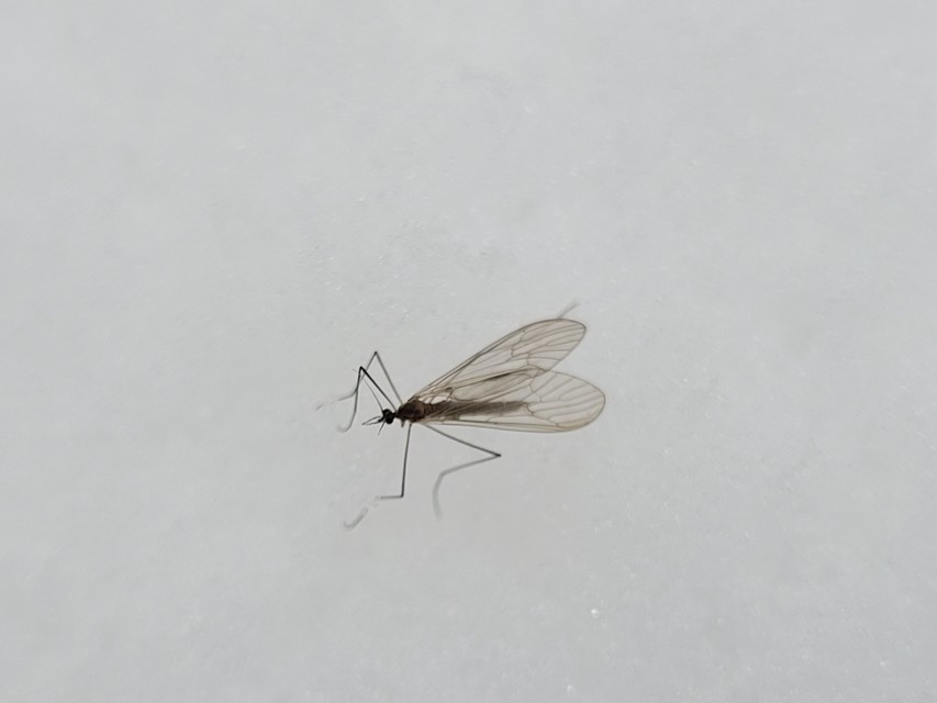 Trichocera