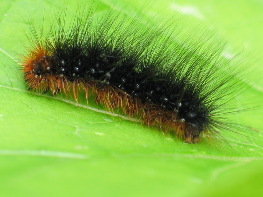 Arctia caja - közönséges medvelepke