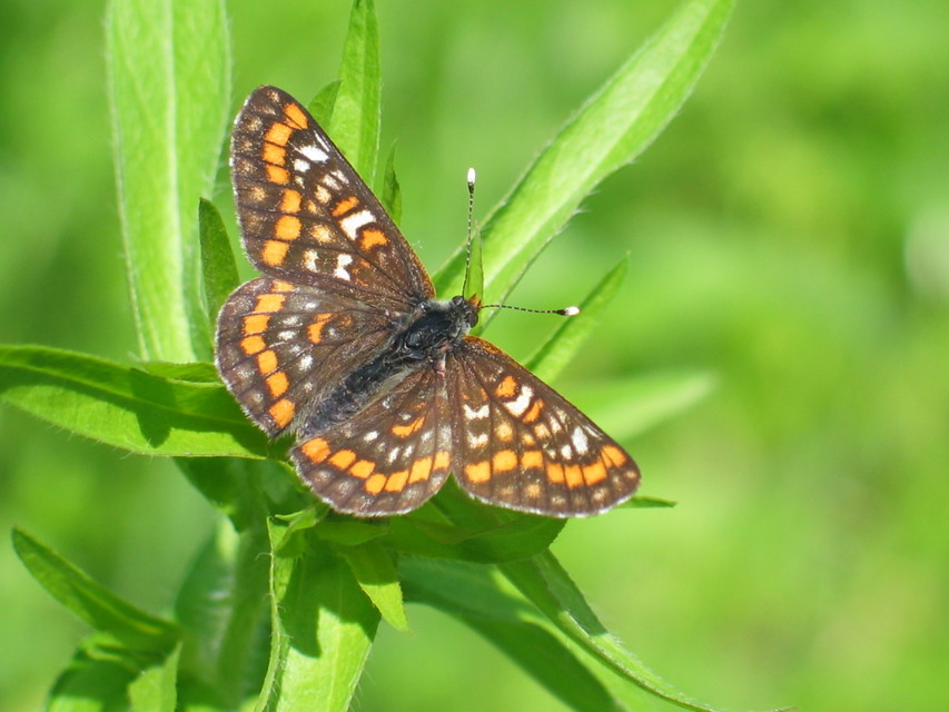 Euphydryas maturna - díszes tarkalepke