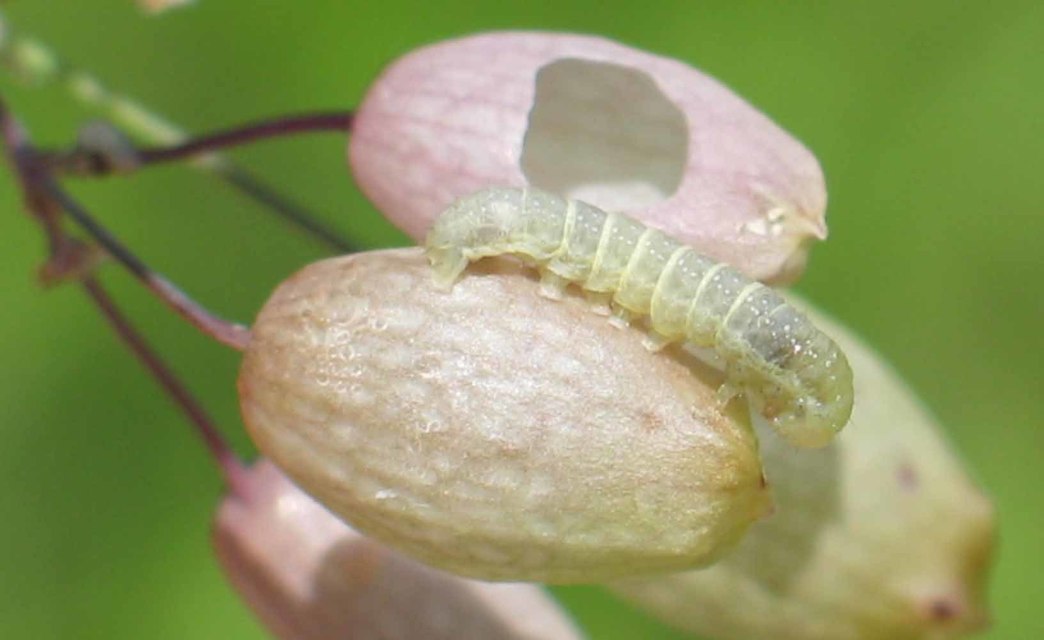 Sideridis rivularis - vörhenyes szegfűbagoly