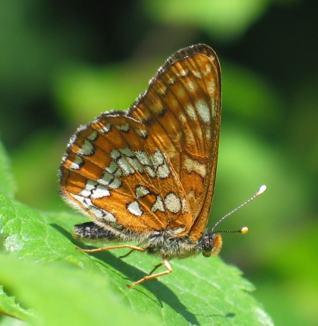 Euphydryas maturna - díszes tarkalepke