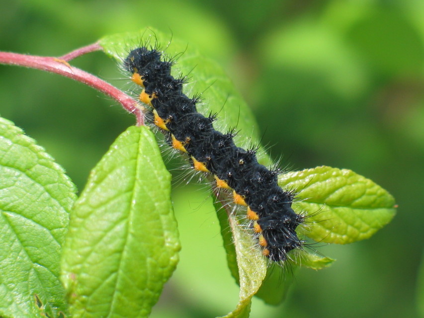 Saturnia pavoniella/pavonia