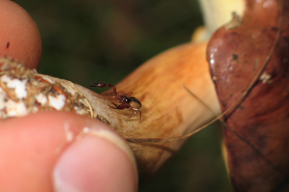 Pseudoscorpionida - Álskorpiók
