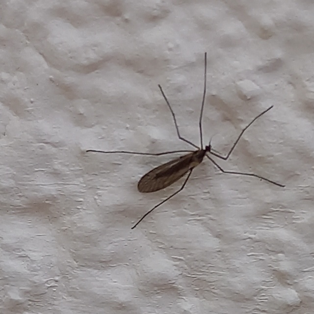 Trichocera