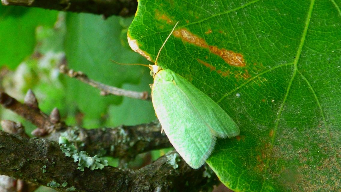 Tortrix viridana - tölgyilonca
