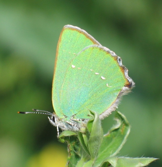 Callophrys rubi - zöldfonákú lepke