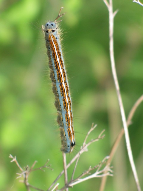 Malacosoma neustria - gyűrűsszövő