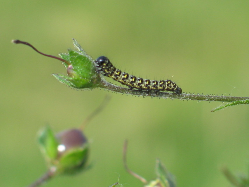 Shargacucullia gozmanyi/scrophulariae/verbasci