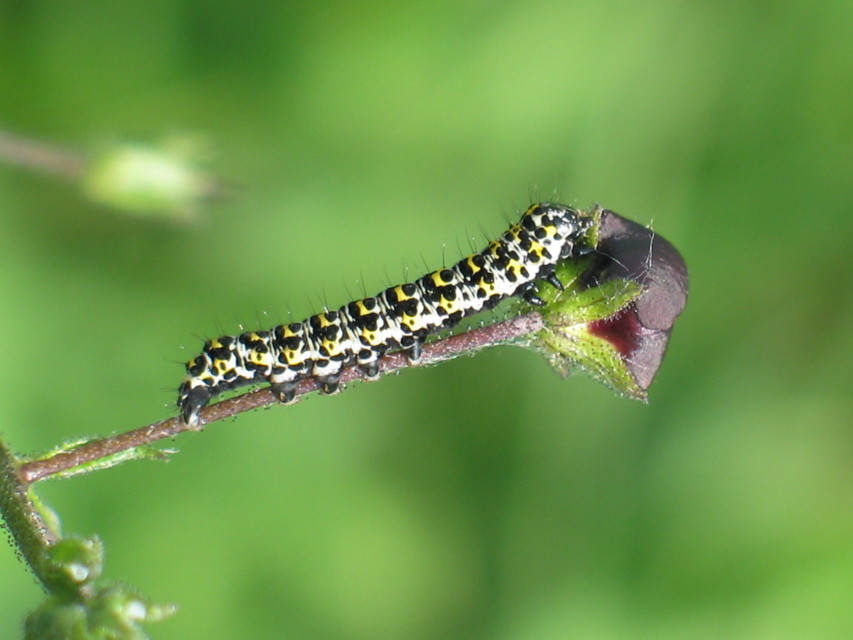 Shargacucullia gozmanyi/scrophulariae/verbasci
