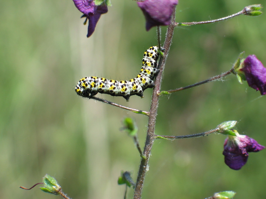 Shargacucullia gozmanyi/scrophulariae/verbasci