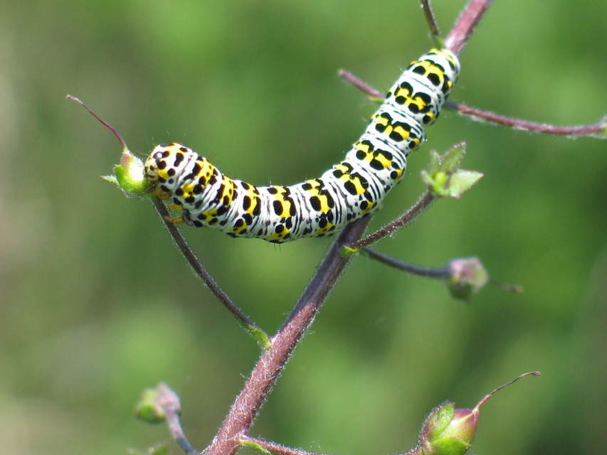 Shargacucullia gozmanyi/scrophulariae/verbasci