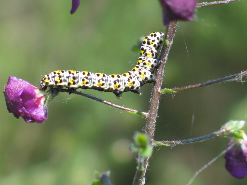 Shargacucullia gozmanyi/scrophulariae/verbasci