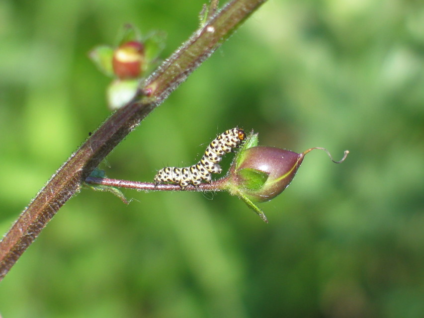 Shargacucullia gozmanyi/scrophulariae/verbasci