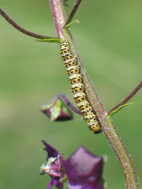 Shargacucullia gozmanyi/scrophulariae/verbasci