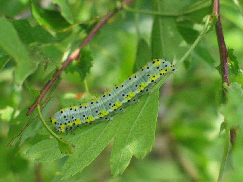 Diloba caeruleocephala - őszi kékesbagoly