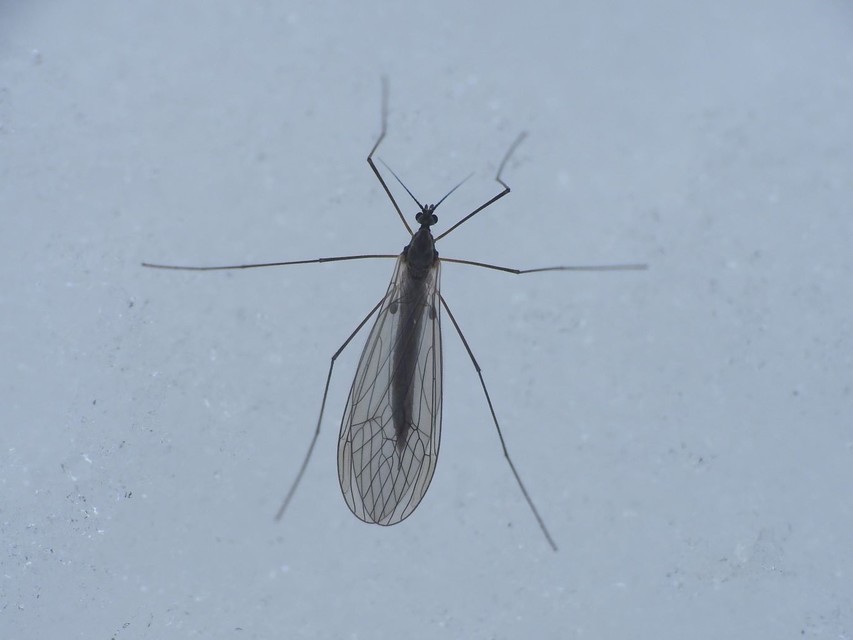 Trichocera