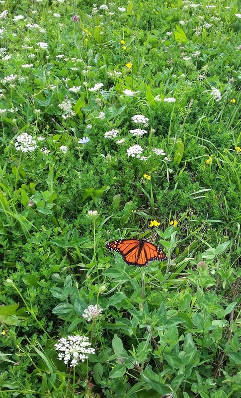 Danaus plexippus - pompás királylepke
