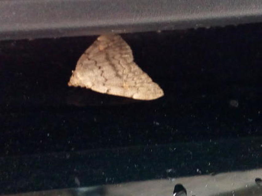Idia aemula