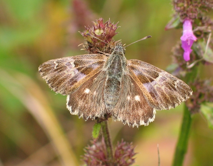 Carcharodus floccifera - pemetefű-busalepke