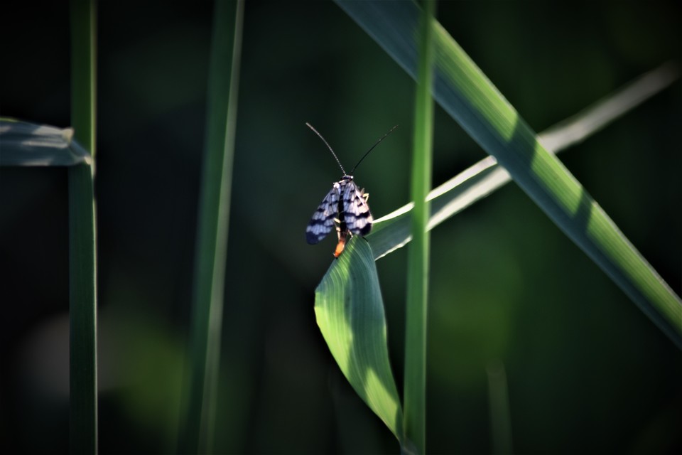 Panorpa vulgaris