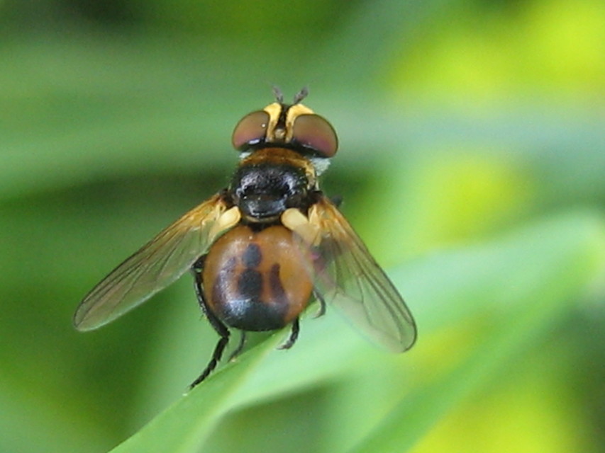 Cistogaster globosa