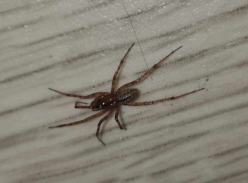 Stemonyphantes lineatus - vonalas vitorlapók