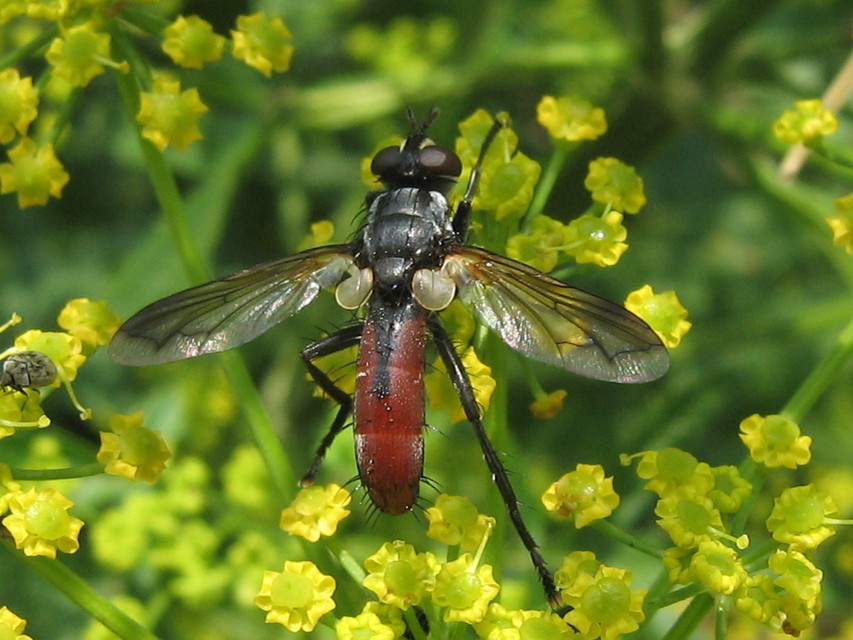 Cylindromyia bicolor