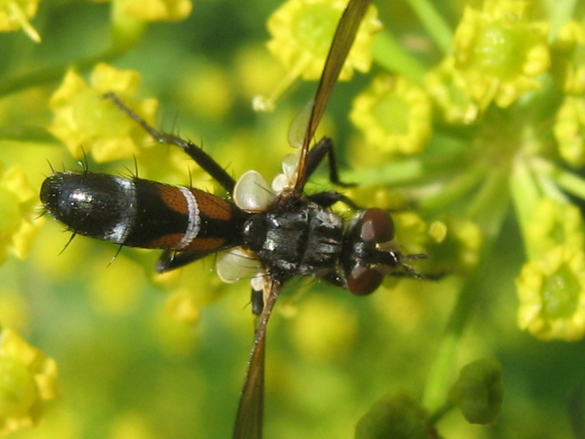 Cylindromyia
