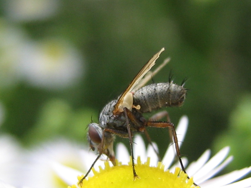 Dinera grisescens