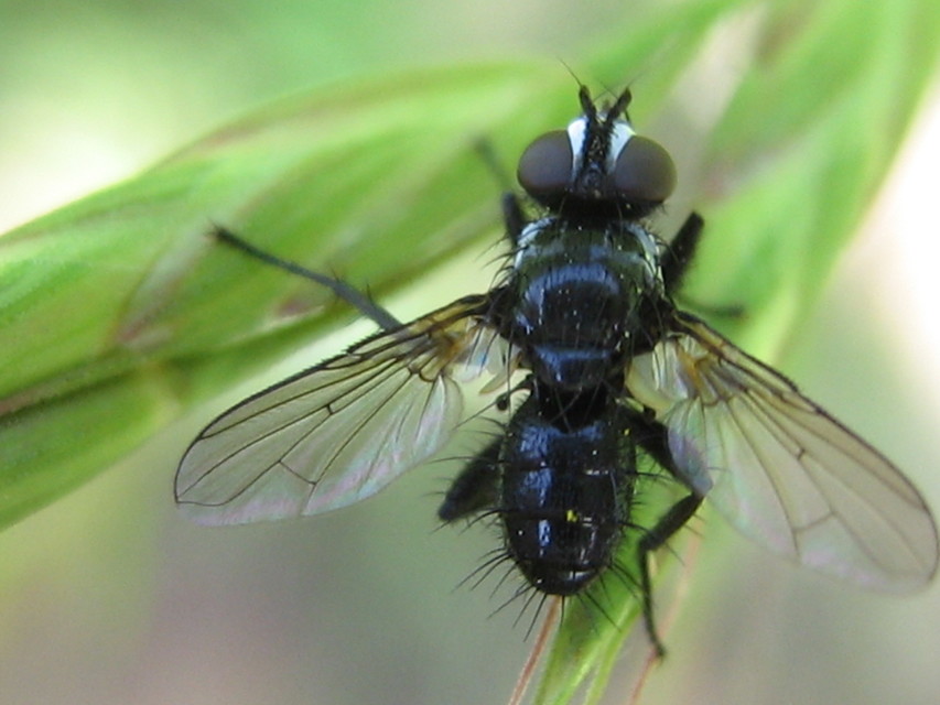 Phania funesta